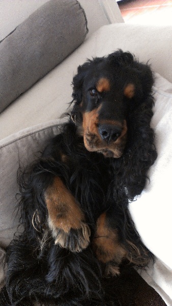 Hugo des bout' choux du forez