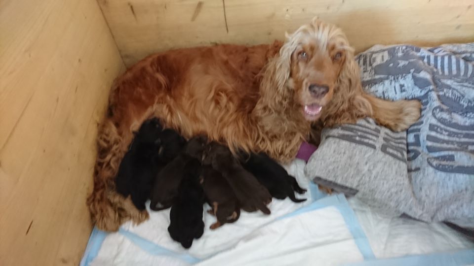 Des Ptits Cockers Vaunageols - Cocker Spaniel Anglais - Portée née le 19/03/2019